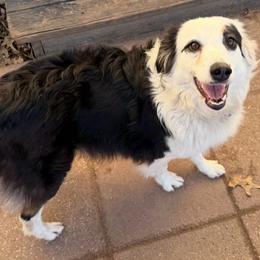 Maybe - Australian Shepherd