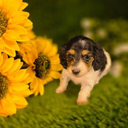 Tiramisu - Piebald female Dachshund puppy in Buckeye, Arizona from Duran Dachshunds