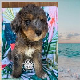 Aruba - Merle female Bernedoodle puppy in Godwin, North Carolina from Farm Sweet Farm Doodles
