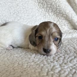 Dachshund Puppies from L & J Kennel