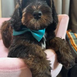 Bernedoodle, Cockapoo, and Goldendoodle Puppies from Avery Doodle Day LLC