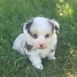 Dixie (fluffy) - Blue merle and white female American Corgi puppy in East Oakdale, California from Rhettro Kennels