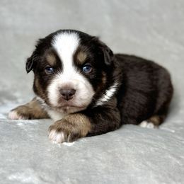 John - Red tri male Miniature Australian Shepherd puppy in Bedias, Texas from JSK Aussie and Cavaliers