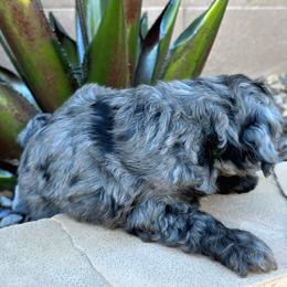 Blitzen (Green) - Merle male Goldendoodle puppy in Peoria,  Az, Arizona from Not Just "Golden" Doodles