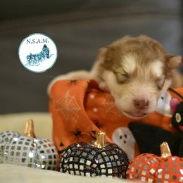 Taurus - Red and white male Alaskan Malamute puppy in Kingston, Tennessee from North Shore Alaskan Malamutes