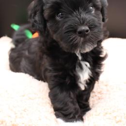 Cavalier King Charles Spaniel, Cavapoo, Havanese, and Havapoo Puppies from Grayfinn House