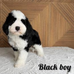 Black Boy - Black and white male Bernedoodle puppy in Modesto, California from Two Doods Doodles