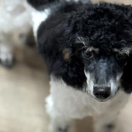 Poodles from PinePoint Poodles