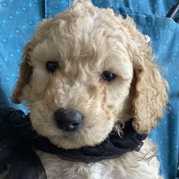 Goldendoodle and Russian Toy Puppies from Nesting Dolls Russian Toys