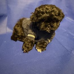 Boy 1 - Shih Tzu puppy from Miracle's Shih Tzus