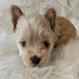 Dewey - Tan male Yorkshire Terrier puppy in Hamilton, Ohio from Purebred Yorkies of Ohio