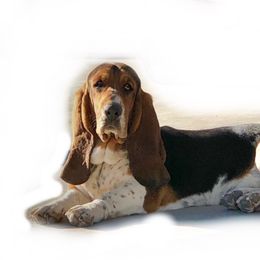 Carson  - Basset Hound