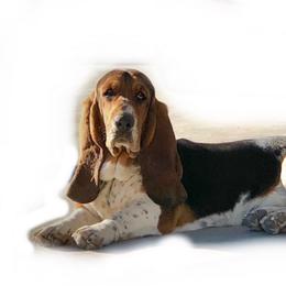 Carson  - Basset Hound