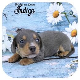 INDIGO - AKC Registered - Blue and tan male Dachshund puppy in Graceville, Florida from Misty's 101 Doxies