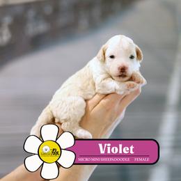 Violet - Fawn and white female Sheepadoodle puppy in Cleveland, Tennessee from Narrow Path Old English & Sheepadoodles
