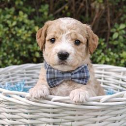 Dax - Apricot male Goldendoodle puppy in Hendersonville, Tennessee from Ben's Best Buddy Goldendoodles