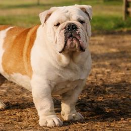 Fozzy - Bulldog