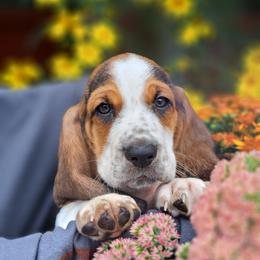 Basset Hound and Beagle Puppies from Orange Mountain Basset Hounds & Beagles