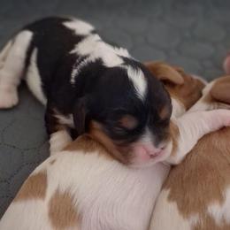 Fraya - Tri-color female Cavalier King Charles Spaniel puppy in West Plains, Missouri from God's Designs Cavaliers