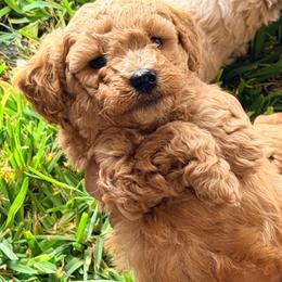 Boy 2 - Apricot male Poodle puppy in Orlando, Florida from Florida Miniature Poodles