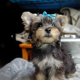 Companion Cross, Havanese, Mal-Shi, Maltese, Maltipoo, Morkie, and Shih Tzu Puppies from Seeking Shalom Acres Maltese, Maltipoos & Havamalts