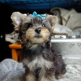 Companion Cross, Havanese, Mal-Shi, Maltese, Maltipoo, Morkie, and Shih Tzu Puppies from Seeking Shalom Acres Maltese, Maltipoos & Havamalts
