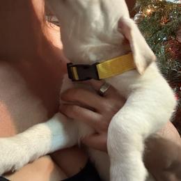 Girl 1 - female Labrador Retriever puppy in Mission Viejo, California from Loving Puppy House