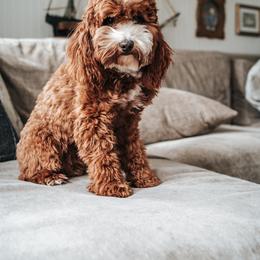 Fawkes - Goldendoodle