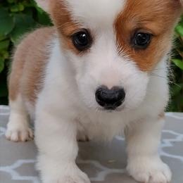 Pembroke Welsh Corgi Puppies from Gingerbread