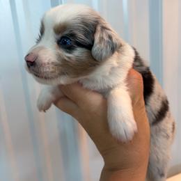 Merle male - Blue merle male Miniature American Shepherd puppy in Osco, Illinois from Sonnenhügel Kennel, LLC