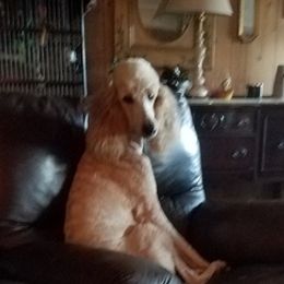 Poodles from Sheree Poodles