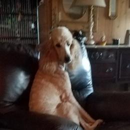 Poodles from Sheree Poodles