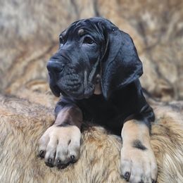 Great Dane Puppies from Northwood Euro Danes