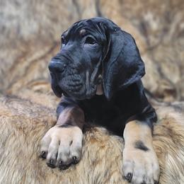 Great Dane Puppies from Northwood Euro Danes