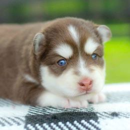 Scarlet - Red and white female Pomsky puppy in Bremen, Indiana from AMS Pomeranians and Pomskies in Indiana