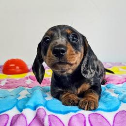 Black and tan dapple female 2 - Dapple female Dachshund puppy in Belle Rive, Illinois from Akin's Miniature Dachshunds, LLC