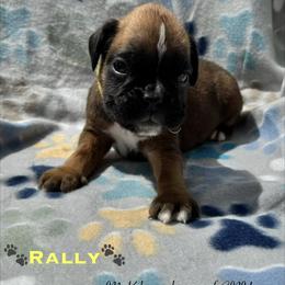 Rally - Fawn male Boxer puppy in Cicero, New York from MK Boxer Haven of CNY
