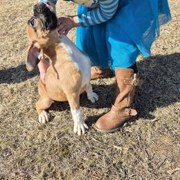 Boxer and French Bulldog Puppies from Jenks Boxers