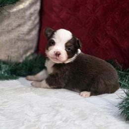 Thistle - Red tri female Miniature Australian Shepherd puppy in Killen, Alabama from Wilkers Wholehearted Mini Aussies
