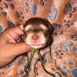 Heath - Chocolate and tan male Yorkshire Terrier puppy in Flowood, Mississippi from Prissy PawPals