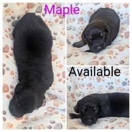 Maple - Black tri-color female Australian Shepherd puppy in Squaw Valley, California from A&M Australian Shepherds