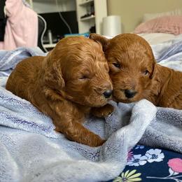 Poodle Puppies from poodle 4life Breeders