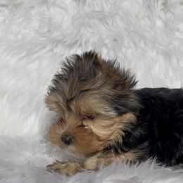 Penny - Black and gold female Yorkshire Terrier puppy in Las Vegas, Nevada from Yorkiepupsntcups