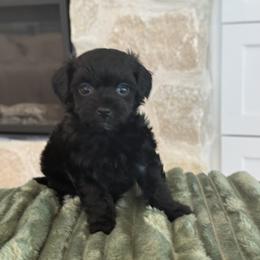 Bernedoodle, Cavapoo, Havanese, and Havapoo Puppies from Lady Paws Puppies - Cassie