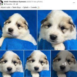 Splash - White and badger male Great Pyrenees puppy in Silex, Missouri from Wells' Providence Pyrenees