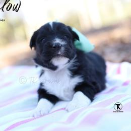 Winslow - Black Bi - Black male Miniature Australian Shepherd puppy in Nacogdoches, Texas from TK Standard, Mini, & Toy Aussies