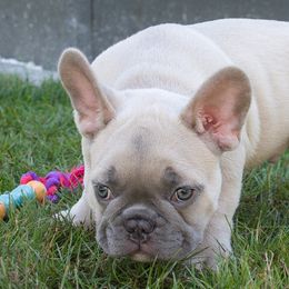 French Bulldogs from Luxe Farmhouse Frenchies LLC