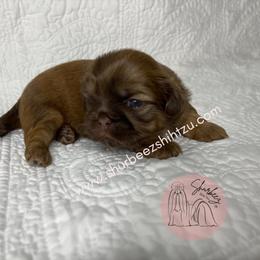 Shih Tzu Puppies from Shurbeez Shih Tzu
