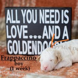 Frappuccino ORANGE COLLAR boy  3500 - Parti male Goldendoodle puppy in Corona, California from Fluffy Puppy Mini Doodles LLC