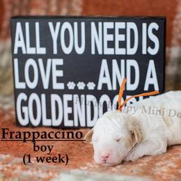 Frappuccino ORANGE COLLAR boy  3500 - Parti male Goldendoodle puppy in Corona, California from Fluffy Puppy Mini Doodles LLC